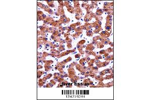 Image no. 2 for anti-Cytosolic Iron-Sulfur Protein Assembly 1 (CIAO1) (AA 155-183) antibody (ABIN5534107)