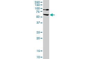 Image no. 6 for anti-Ezrin (EZR) (AA 1-586) antibody (ABIN950050)