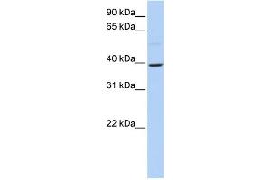 Image no. 1 for anti-Kruppel-Like Factor 12 (KLF12) (N-Term) antibody (ABIN2780839)