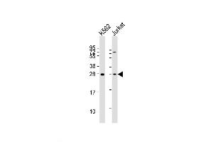 Image no. 2 for anti-Brain Abundant, Membrane Attached Signal Protein 1 (BASP1) (AA 123-150) antibody (ABIN5535884)