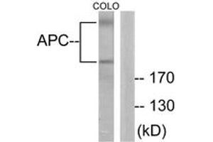 Image no. 2 for anti-Adenomatous Polyposis Coli (APC) (AA 2794-2843) antibody (ABIN1533213)
