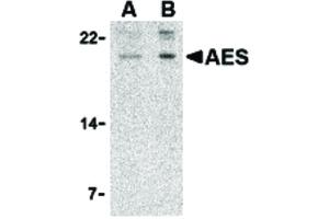 Image no. 1 for anti-Amino-terminal Enhancer of Split (AES) (N-Term) antibody (ABIN6655675)
