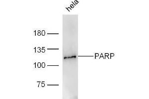 Image no. 2 for anti-Poly (ADP-Ribose) Polymerase 1 (PARP1) (AA 201-300) antibody (ABIN677903)