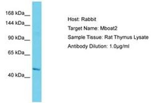 MBOAT2 antibody  (AA 151-200)