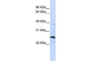 Image no. 1 for anti-Reticulon 1 (RTN1) (Middle Region) antibody (ABIN2783819)