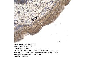 Image no. 3 for anti-Transcription Factor CP2-Like 1 (TFCP2L1) (N-Term) antibody (ABIN2777497)