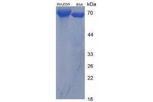 Image no. 3 for Indole 3 Acetic Acid (IAA) peptide (BSA) (ABIN5665977)