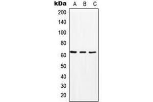 anti-Solute Carrier Family 16 Member 2 (SLC16A2) (Center) antibody