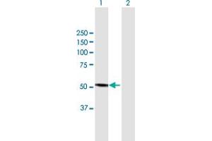 Image no. 2 for anti-Cytochrome P450, Family 3, Subfamily A, Polypeptide 4 (CYP3A4) (AA 1-503) antibody (ABIN514838)