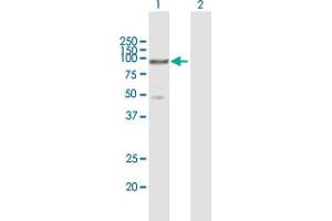 Western Blot analysis of MCM5 expression in transfected 293T cell line by MCM5 MaxPab polyclonal antibody.