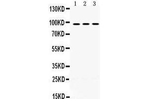 Image no. 4 for anti-Optic Atrophy 1 (Autosomal Dominant) (OPA1) (AA 919-955), (C-Term) antibody (ABIN3043457)
