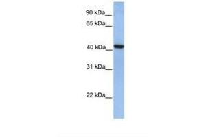 Image no. 1 for anti-GDP-Mannose Pyrophosphorylase A (GMPPA) (N-Term) antibody (ABIN6738542)