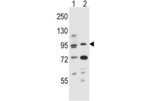 Image no. 2 for anti-Aryl Hydrocarbon Receptor (AHR) (AA 555-582) antibody (ABIN3030025)