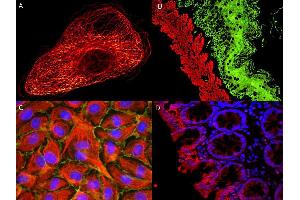 Image no. 1 for Rabbit anti-Goat IgG (Heavy & Light Chain) antibody (Atto 488) - Preadsorbed (ABIN1043941)