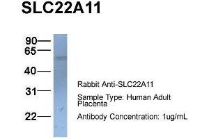 Image no. 1 for anti-Solute Carrier Family 22 (Organic Cation Transporter), Member 11 (SLC22A11) (C-Term) antibody (ABIN2781664)