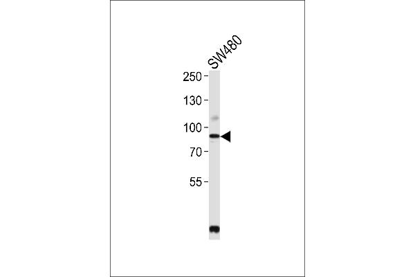 PCSK9 antibody  (N-Term)