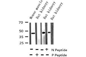 Image no. 2 for anti-Heterogeneous Nuclear Ribonucleoprotein C (C1/C2) (HNRNPC) (pSer260) antibody (ABIN6256225)