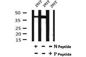 Image no. 4 for anti-SET Domain Containing (Lysine Methyltransferase) 8 (SETD8) (pSer100) antibody (ABIN6269523)