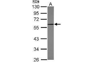 Image no. 5 for anti-Kruppel-Like Factor 4 (Gut) (KLF4) (C-Term) antibody (ABIN2855075)
