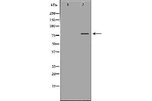 Image no. 3 for anti-Toll-Like Receptor Adaptor Molecule 1 (TICAM1) antibody (ABIN6265566)