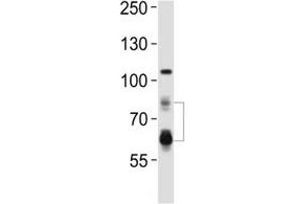 PCSK9 antibody  (AA 144-173)