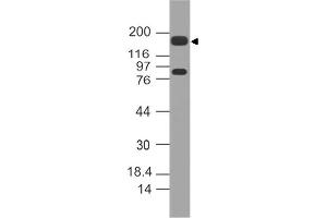 Image no. 1 for anti-Mucin 4, Cell Surface Associated (MUC4) (AA 1700-1960) antibody (ABIN5027372)