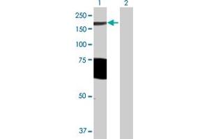 anti-rho GTPase Activating Protein 29 (ARHGAP29) (AA 1-1261) antibody