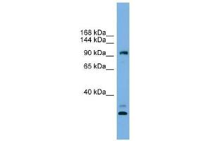 Image no. 1 for anti-Coiled-Coil Domain Containing 110 (CCDC110) (Middle Region) antibody (ABIN928790)