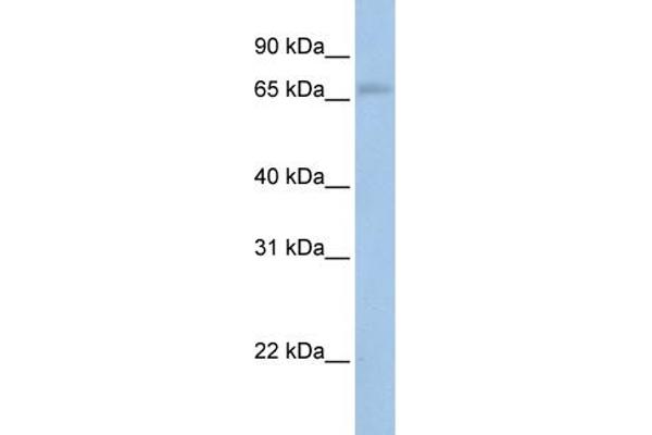 anti-Mitogen-Activated Protein Kinase Kinase Kinase 2 (MAP3K2) (N-Term) antibody