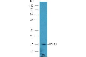 Image no. 2 for anti-Chemokine (C-C Motif) Ligand 21 (CCL21) (AA 24-134) antibody (ABIN732698)