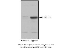 Image no. 2 for anti-Endothelial PAS Domain Protein 1 (EPAS1) (C-Term) antibody (ABIN363383)