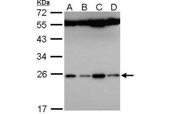 anti-Family with Sequence Similarity 9, Member B (FAM9B) (Center) antibody