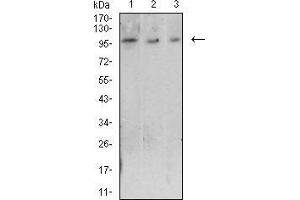 Image no. 1 for anti-Lymphocyte-Activation Gene 3 (LAG3) antibody (ABIN5684122)