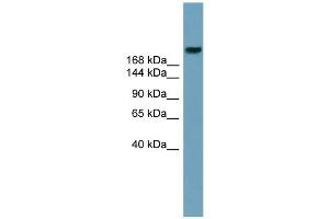 Image no. 1 for anti-ATP-Binding Cassette, Sub-Family A (ABC1), Member 12 (ABCA12) (Middle Region) antibody (ABIN2781522)