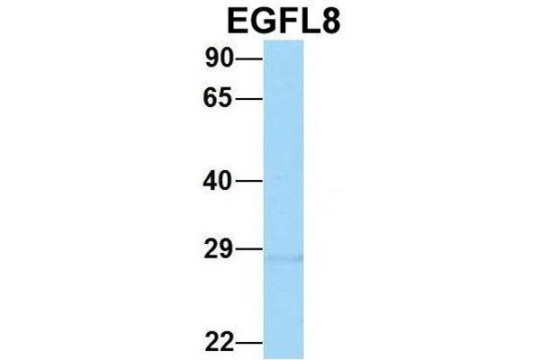 EGFL8 antibody  (C-Term)