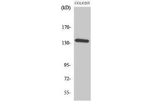 anti-alpha-Kinase 1 (ALPK1) (N-Term) antibody
