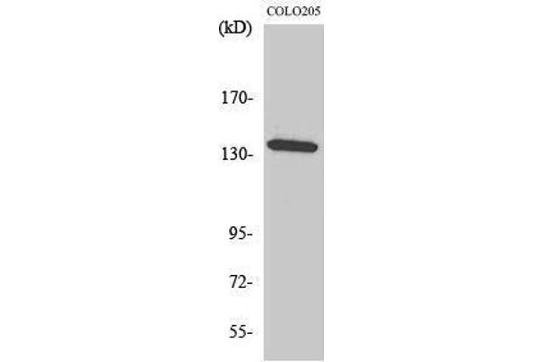 anti-alpha-Kinase 1 (ALPK1) (N-Term) antibody