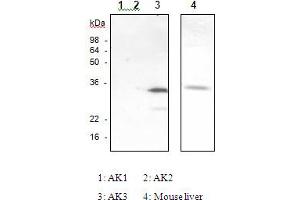 Image no. 1 for anti-Adenylate Kinase 3 (AK3) antibody (ABIN165376)