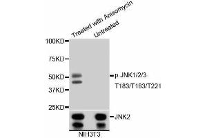 Image no. 7 for anti-SMAD, Mothers Against DPP Homolog 2 (SMAD2) (pThr183), (pThr221) antibody (ABIN3061343)