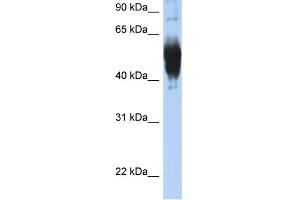 Image no. 1 for anti-Lecithin-Cholesterol Acyltransferase (LCAT) (C-Term) antibody (ABIN2776942)