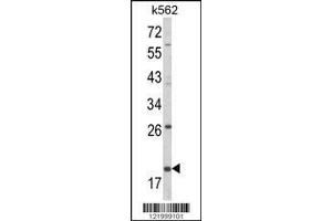 Image no. 1 for anti-Killer Cell Lectin-Like Receptor Subfamily D, Member 1 (KLRD1) (AA 31-57), (N-Term) antibody (ABIN652571)