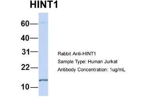 Image no. 2 for anti-Histidine Triad Nucleotide Binding Protein 1 (HINT1) (N-Term) antibody (ABIN2785874)