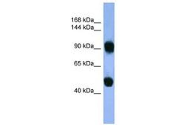 AP1B1 antibody  (AA 490-539)
