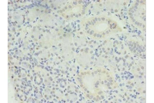 MED27 antibody  (AA 67-165)