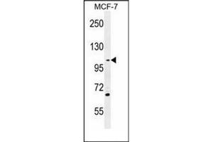 Image no. 2 for anti-Growth Arrest-Specific 2 Like 2 (GAS2L2) (AA 770-799), (C-Term) antibody (ABIN952463)