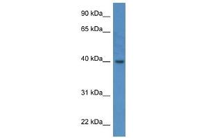 Image no. 1 for anti-ELMO/CED-12 Domain Containing 3 (ELMOD3) (C-Term) antibody (ABIN926494)
