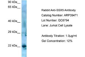 Image no. 1 for anti-Synovial Sarcoma, X Breakpoint 5 (SSX5) (C-Term) antibody (ABIN2781136)