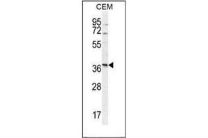 Image no. 2 for anti-Neurexophilin 4 (NXPH4) (AA 226-255), (C-Term) antibody (ABIN953661)