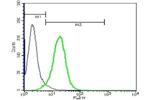 Image no. 3 for anti-Tetraspanin 9 (TSPAN9) (AA 180-203) antibody (ABIN1387820)