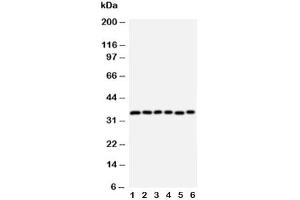 Image no. 4 for anti-Aquaporin 4 (AQP4) (AA 258-27) antibody (ABIN3030007)